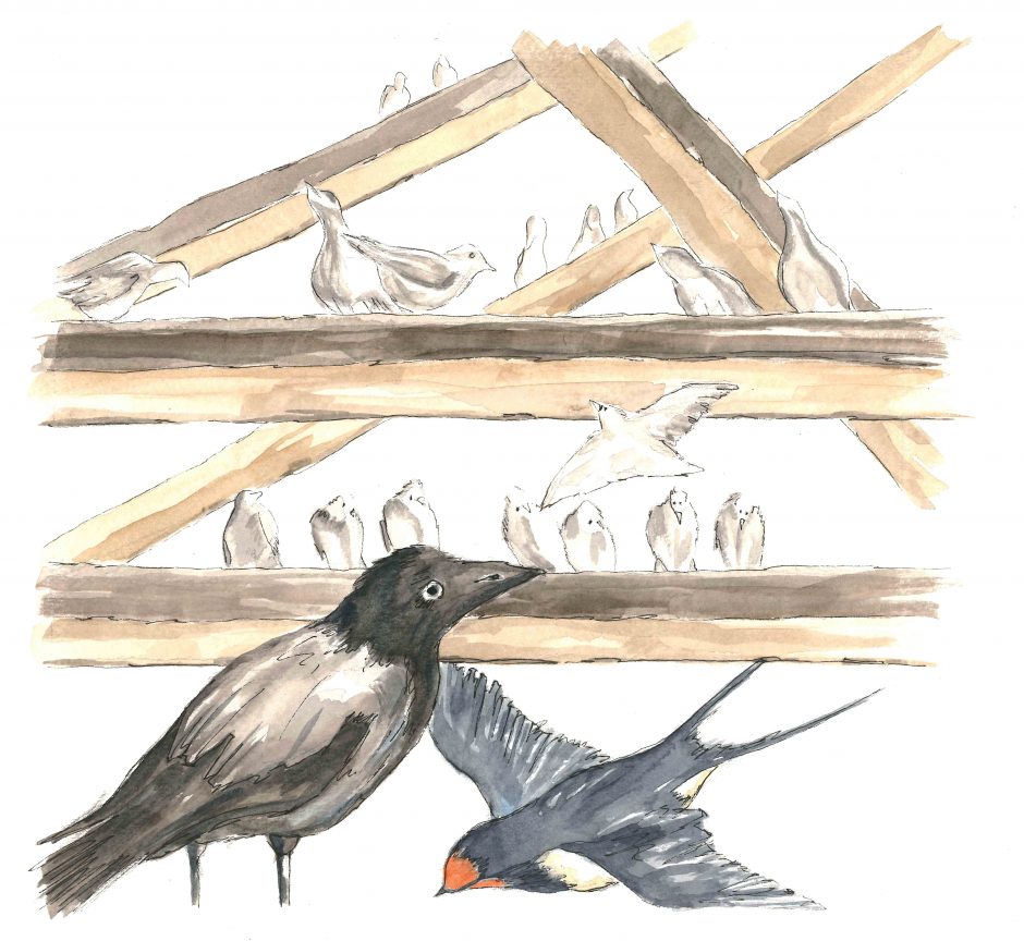 Birds in rafters